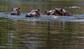 Dans un lac près de la hacienda Nápoles. Quatre au départ, les hippopotames sont désormais au moins 80.
