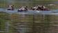 Dans un lac près de la hacienda Nápoles. Les hippopotames de la région sont au moins 80.
